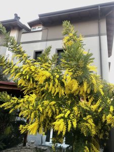mimosa festa della donna