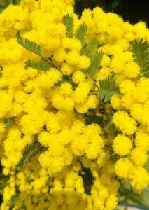 mimosa